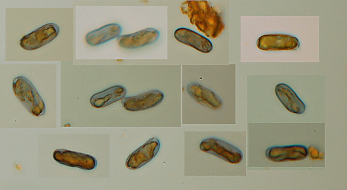 Crosta di faggio - foto1488 (Gloeocystidiellum leucoxanthum)